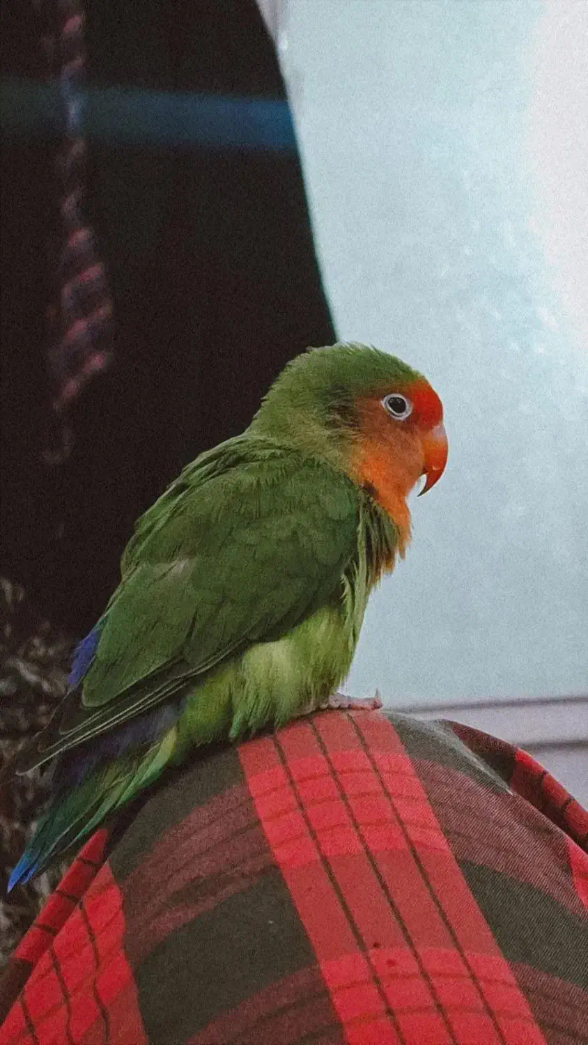 طوطی کوتوله|پرنده|نیشابور, ۲۲ بهمن|دیوار