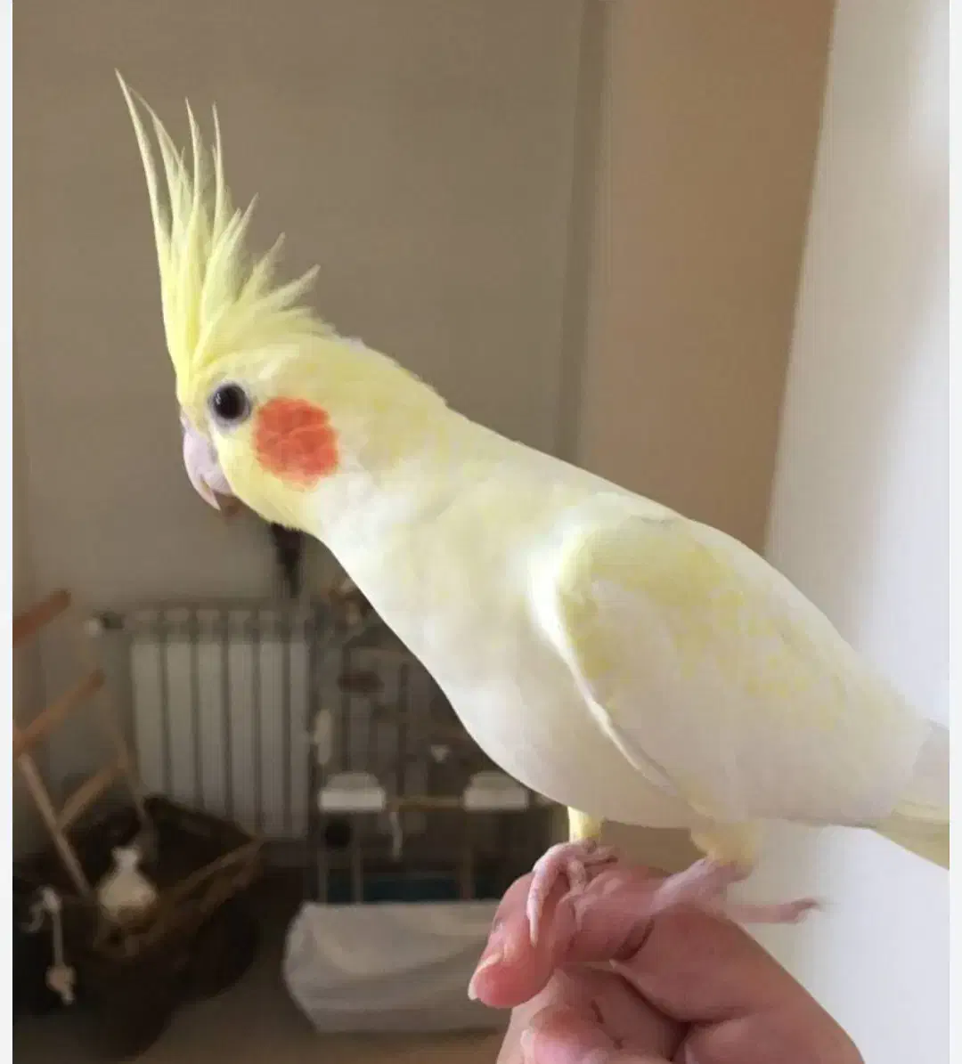 طوطی|پرنده|شهرکرد, |دیوار