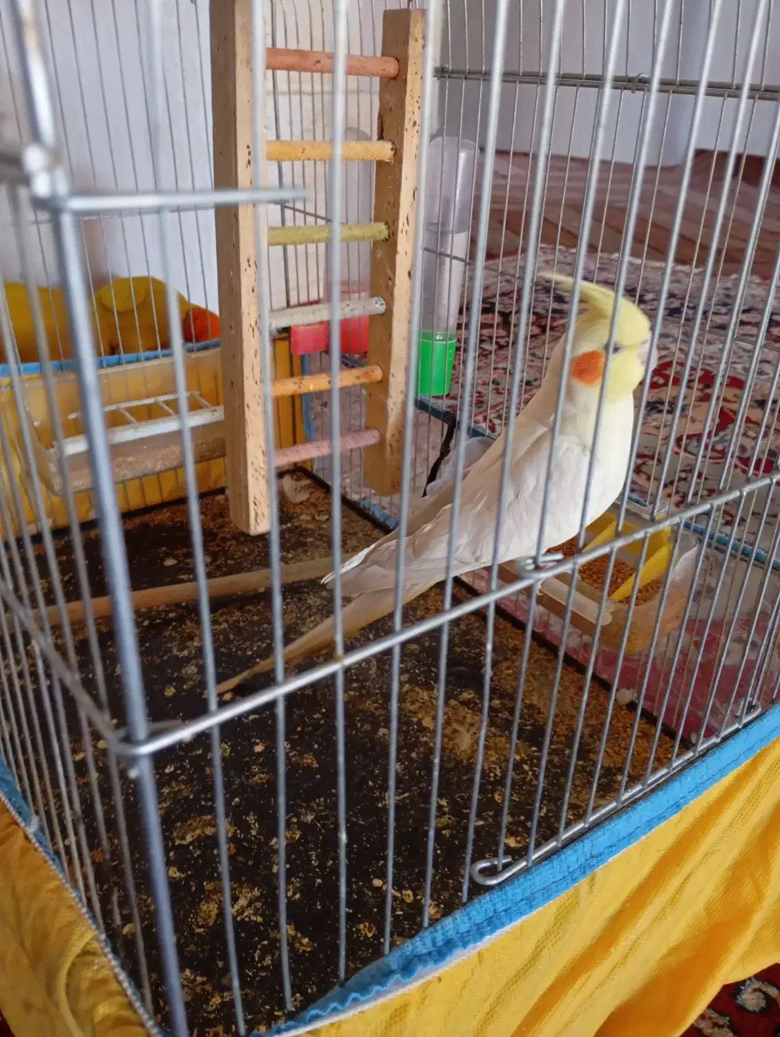 عروس هلندی|پرنده|فسا, |دیوار