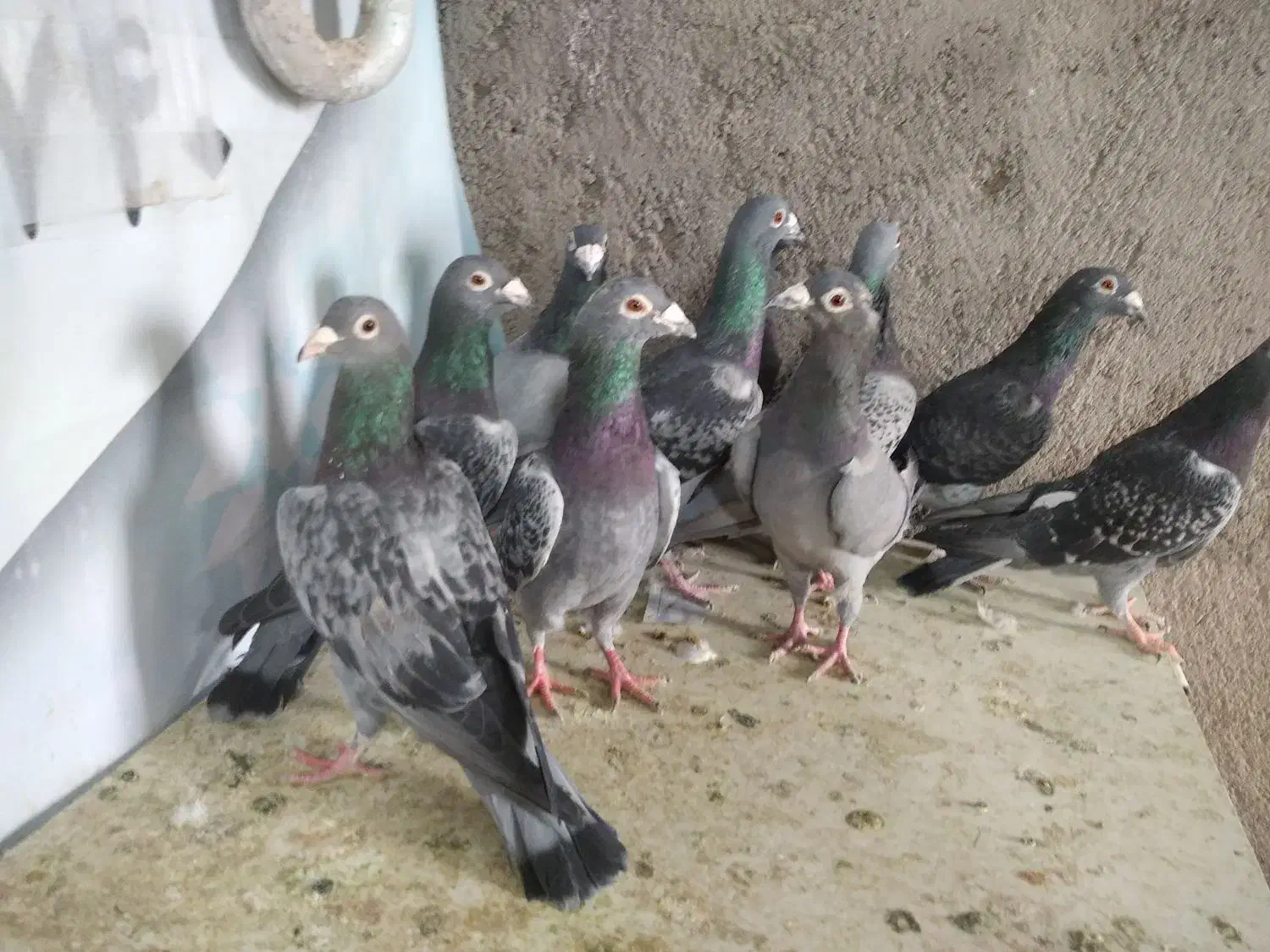 آلمانی ودورگ کفتر بوم پرشی|پرنده|تربتحیدریه, چهارراه خواف|دیوار