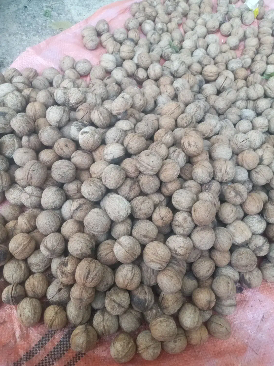 گردو کیلو ۵۰۰|حراج|دهدشت, |دیوار