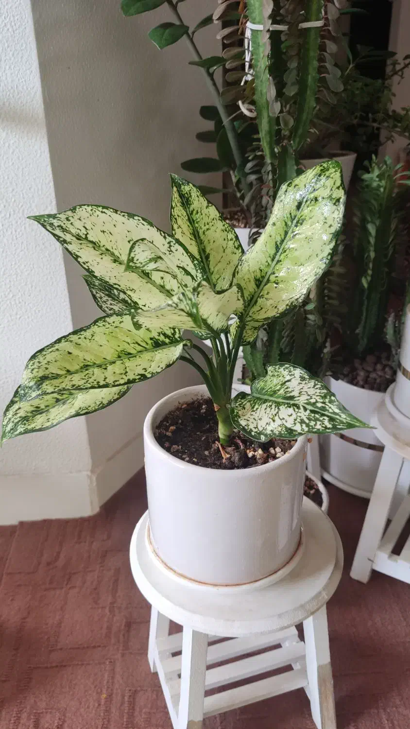 گلهای زیبا برای روز مادر که ماندنی باشه|گل و گیاه طبیعی|شاهینشهر, فدک|دیوار