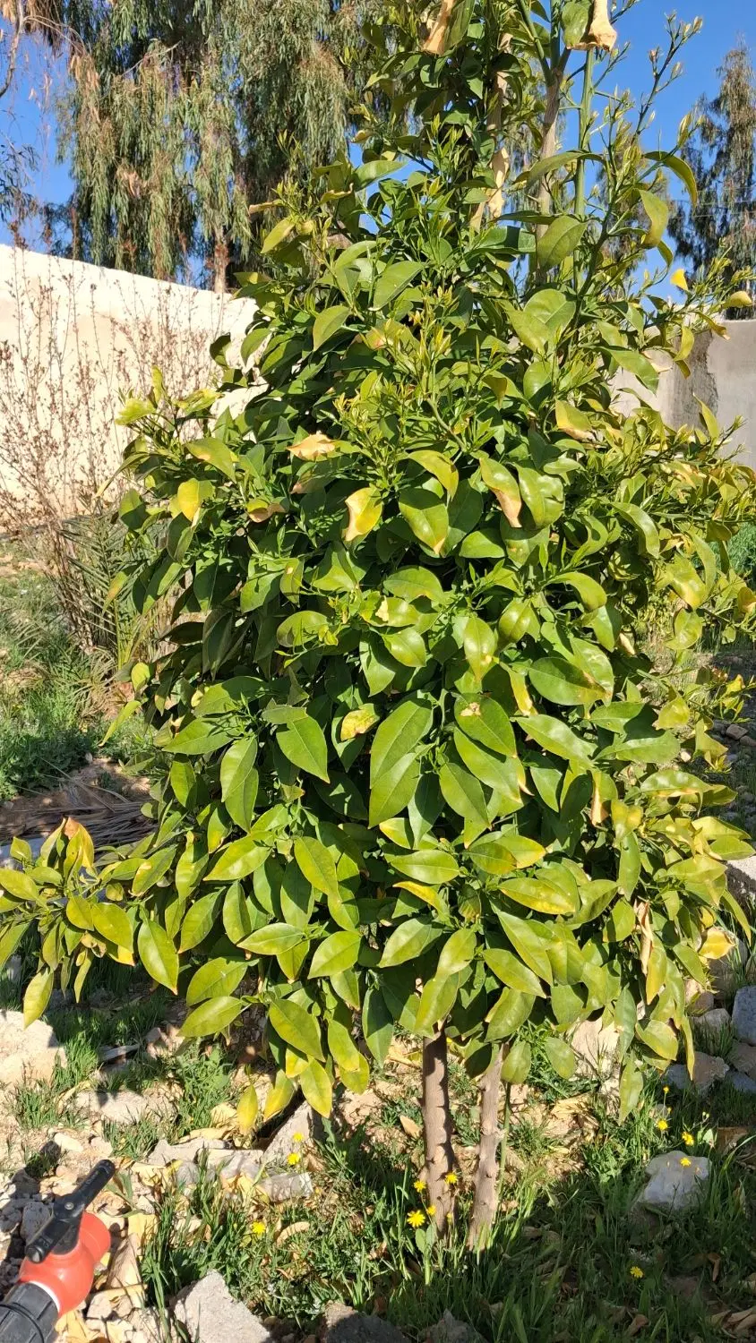 تصویر 6