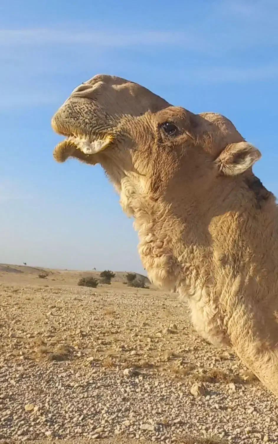 لوک داشتی|حیوانات مزرعه|جره و بالاده, |دیوار