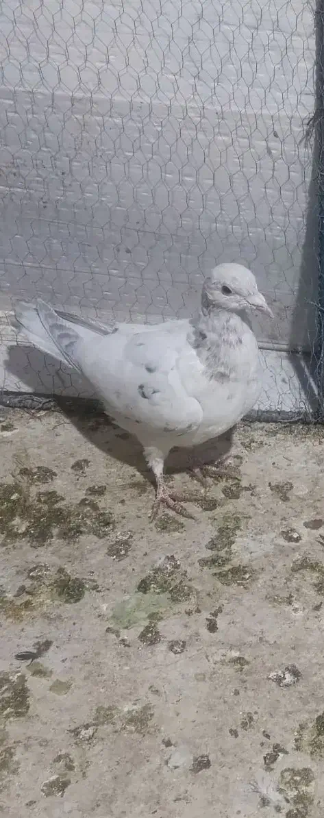 هفت رنگ|پرنده|سبزوار, میدان بار|دیوار