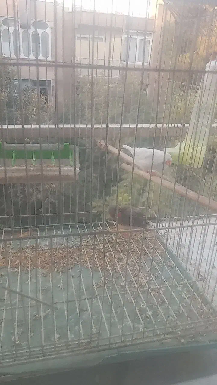 فنچ|پرنده|ری, دولتآباد|دیوار