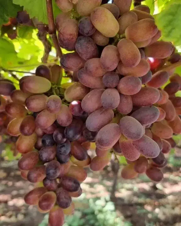 رشــد مطمئن نهــال با باردهی بالا|خدمات باغبانی و درختکاری|مرودشت, تامین اجتماعی|دیوار