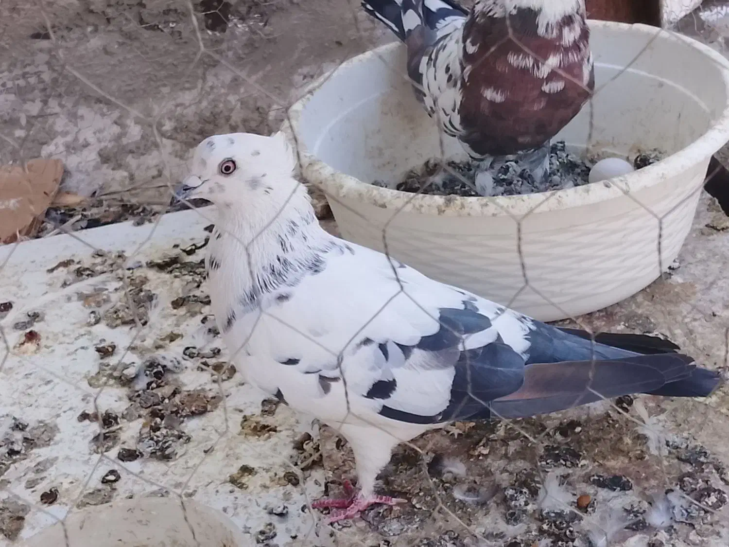 کفتر|پرنده|پاکدشت, پاکدشت (مامازند)|دیوار