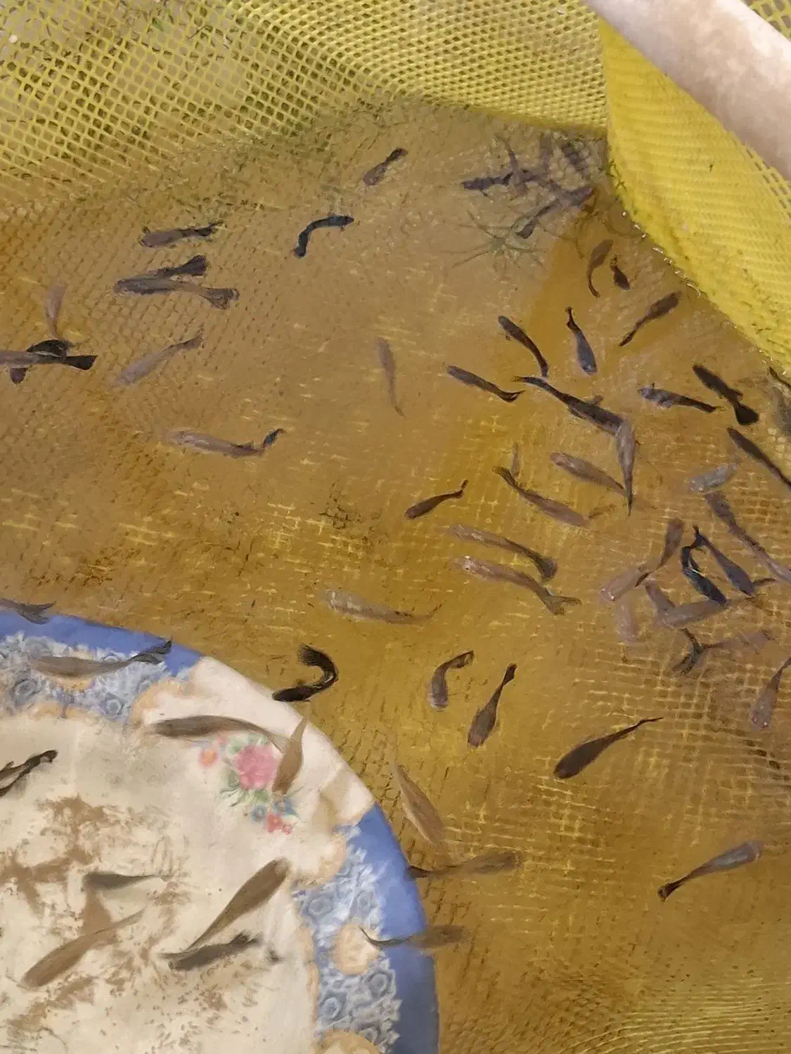 فروش عمده گوپی بلک متال|ماهی|تهران, ترمینال غرب|دیوار