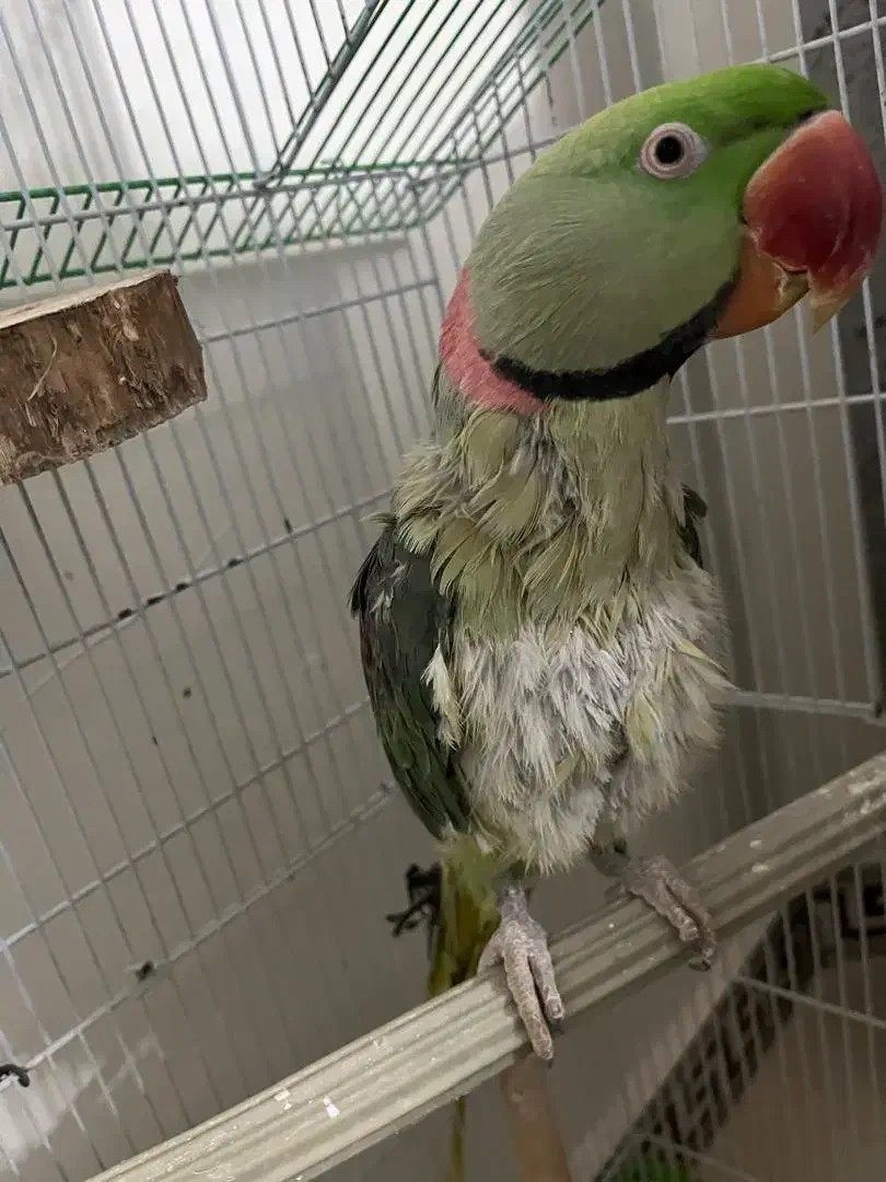 شاه طوطی|پرنده|زرندیه, |دیوار