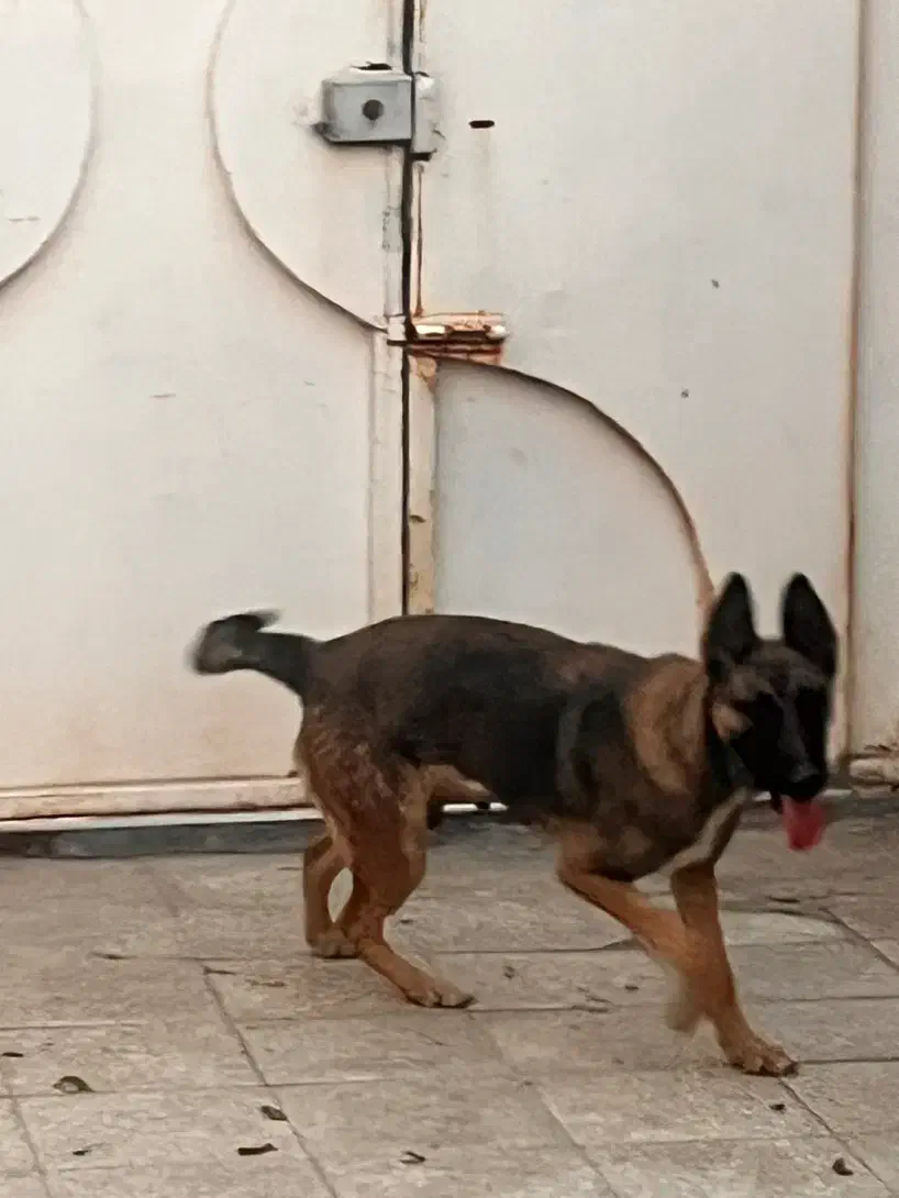 واگزاری سگ مالینیوز ماده|سگ|سیرجان, |دیوار