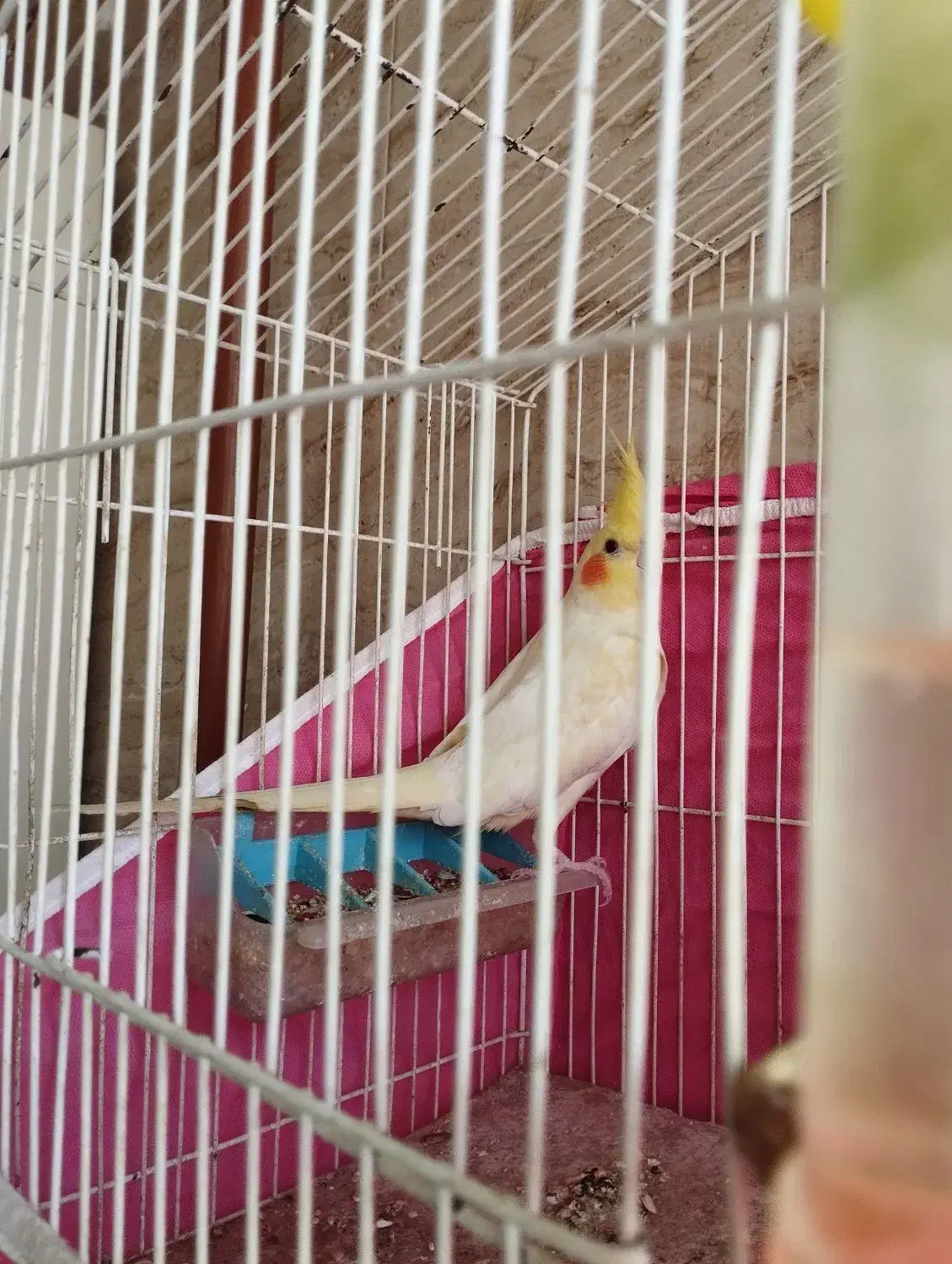 طوطی عروس نر رام و دستی|پرنده|صومعهسرا, |دیوار