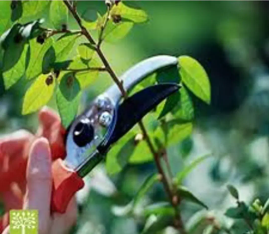 کلیه خدمات باغبانی هرس سمپاشی وبیل زنی|خدمات باغبانی و درختکاری|کرج, گلشهر|دیوار