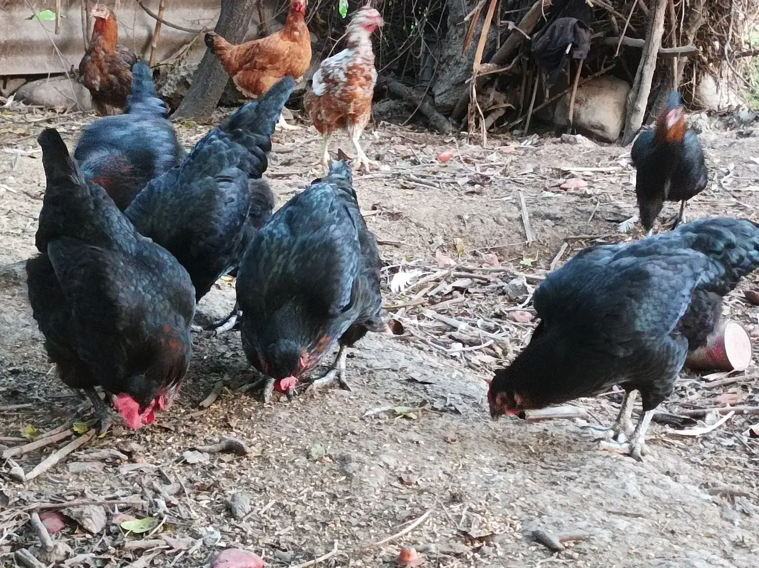 مرغ محلی+ نیمچه خروس گلین|حیوانات مزرعه|رامیان, |دیوار