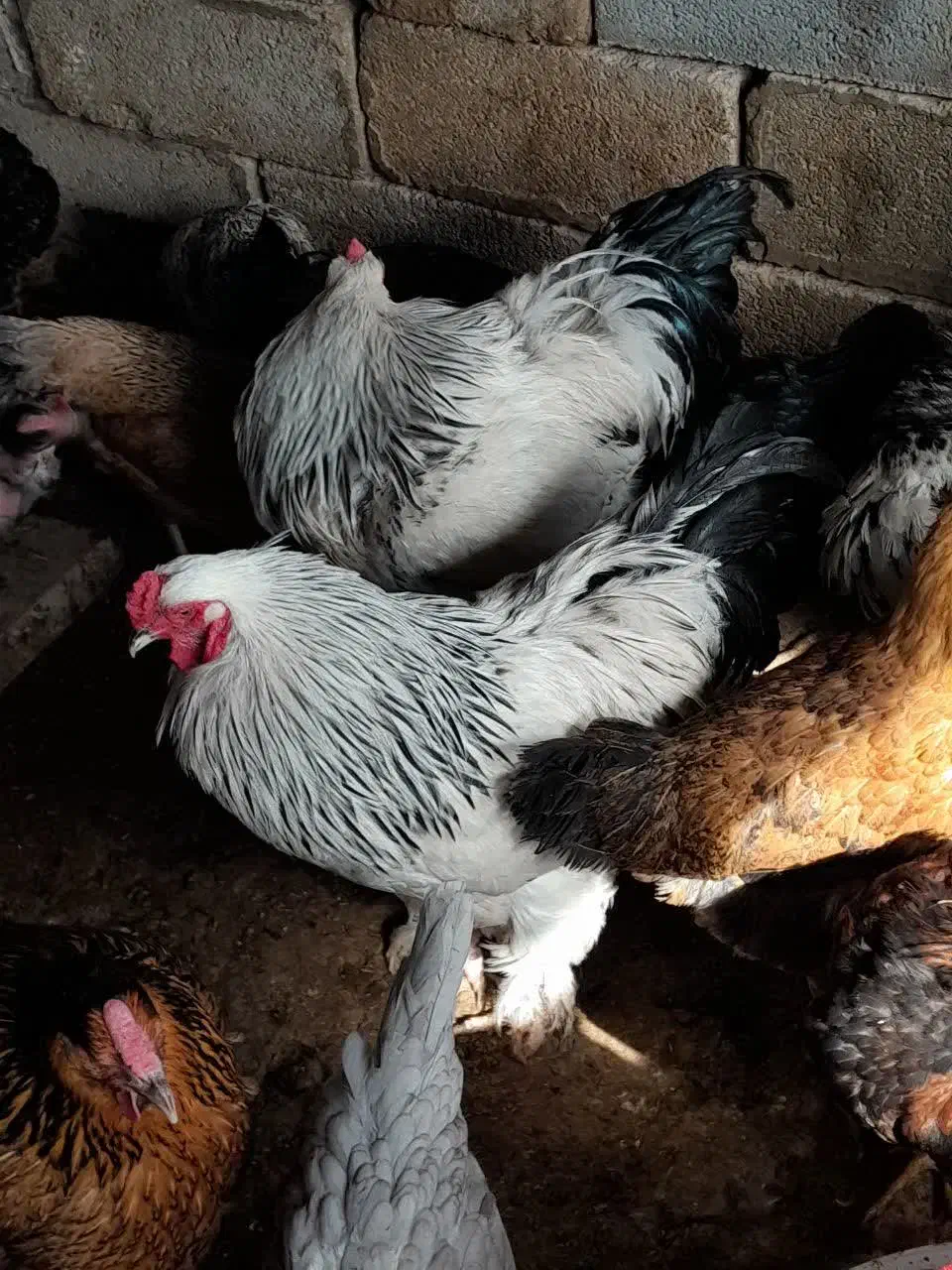 جوجه|حیوانات مزرعه|شیراز, تندگویان|دیوار