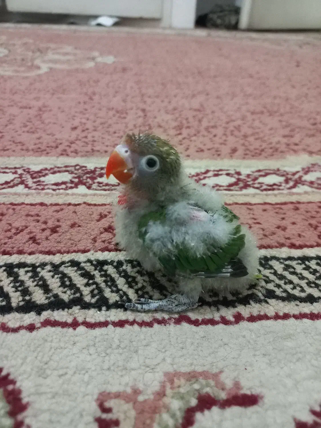 کوتوله سرلاکی|پرنده|مشهد, هدایت|دیوار