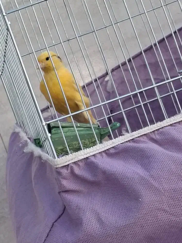 قناری جوان|پرنده|شوش, |دیوار