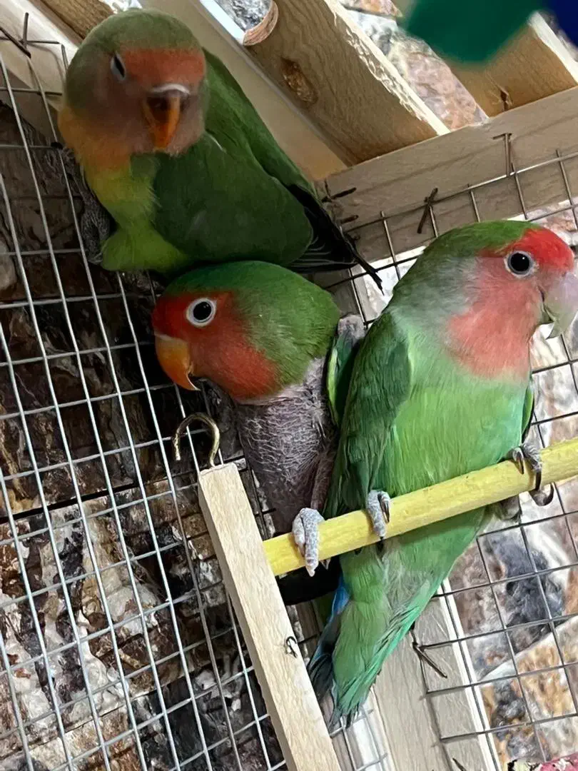 6 عدد برزیلی ،کتوله ،|پرنده|کرمان, |دیوار