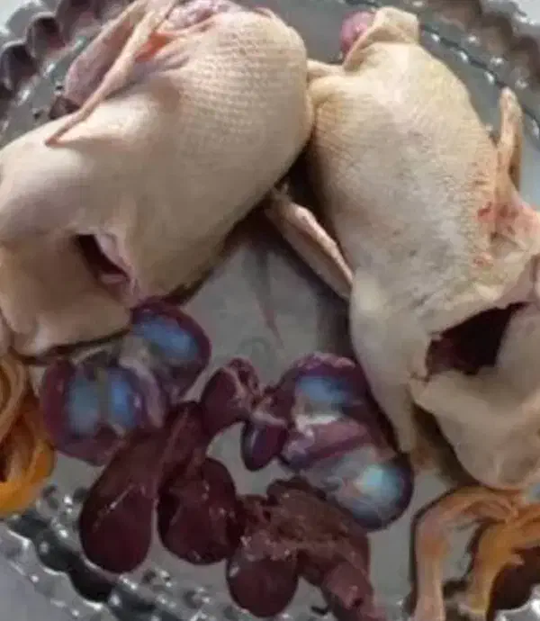 غاز|حیوانات مزرعه|رشت, گلسار|دیوار