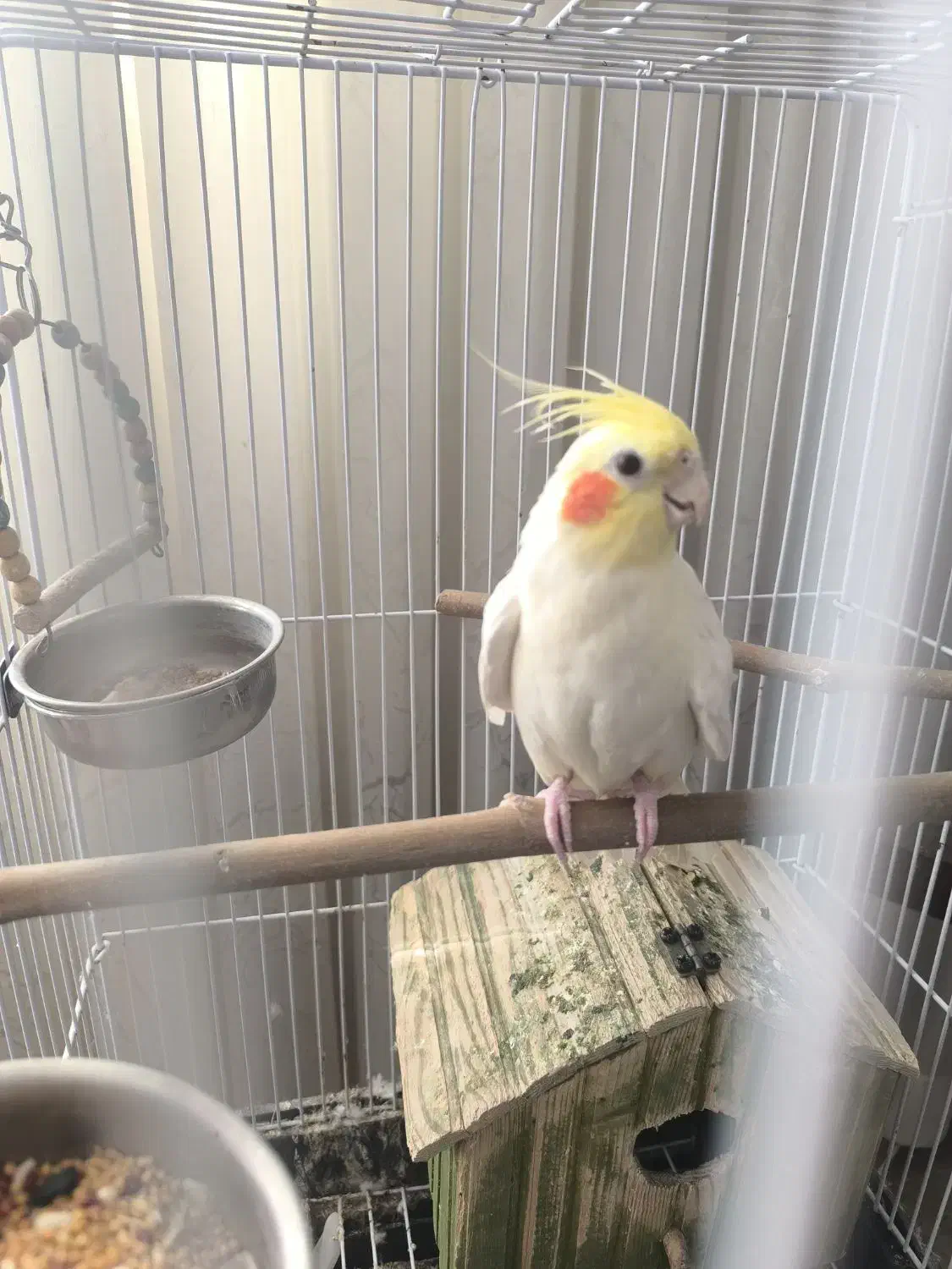 عروس هلندی لوتینو|پرنده|بجنورد, |دیوار