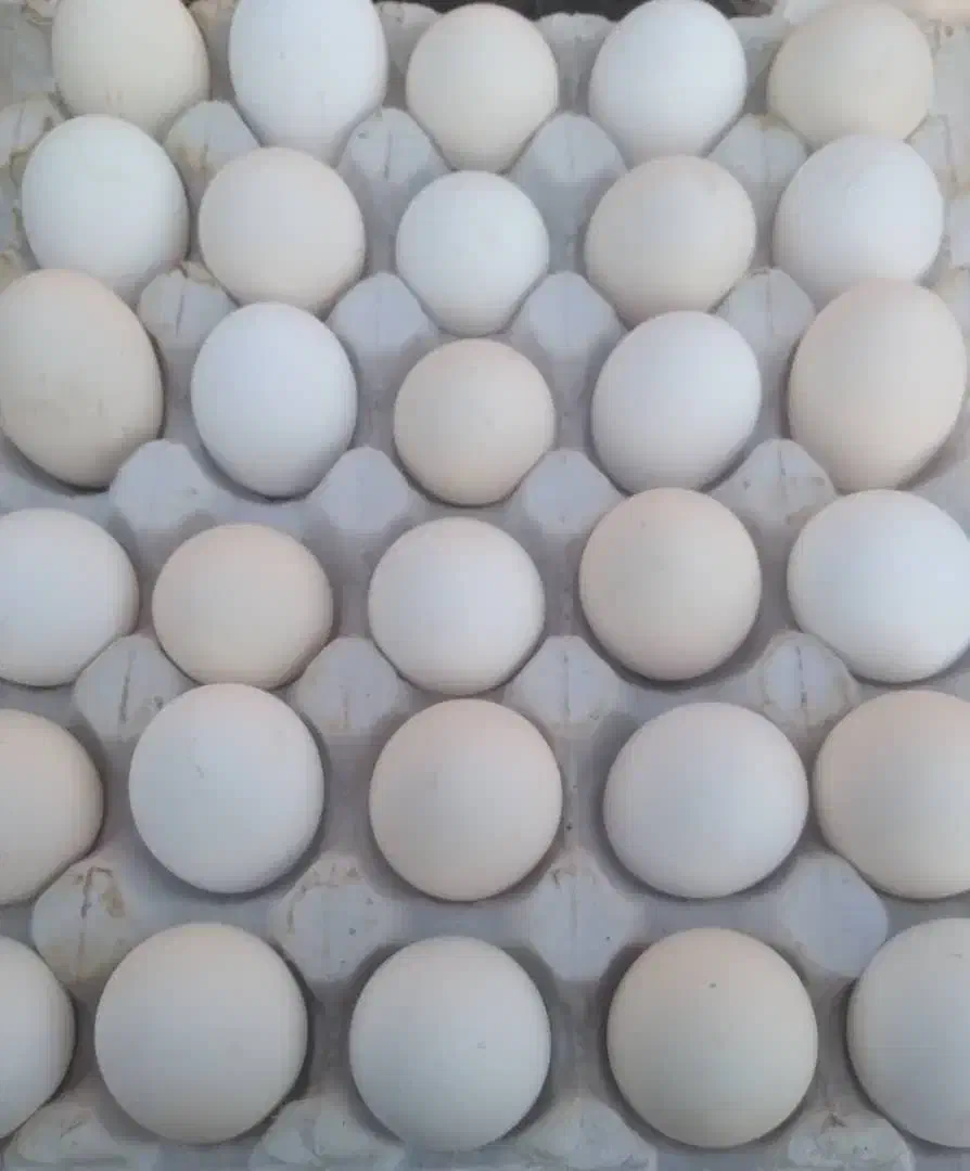 تخم مرغ محلی|خوردنی و آشامیدنی|کرمان, |دیوار