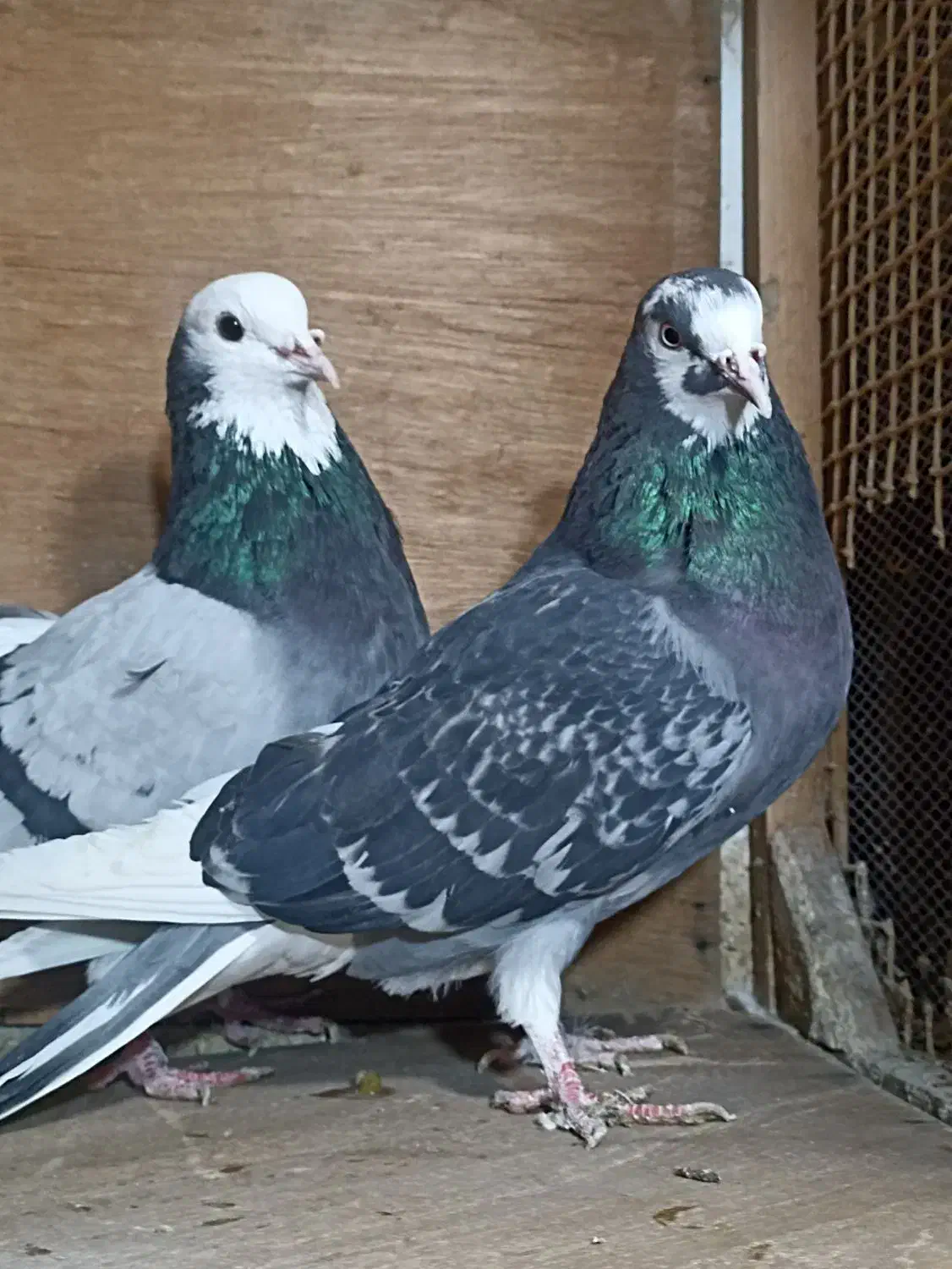 کبوتر مایه رودهن|پرنده|تهران, بازار|دیوار