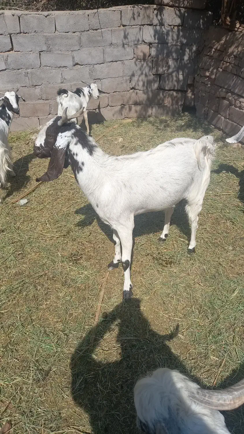 نری ویک گیسه چاق|حیوانات مزرعه|نرماشیر, |دیوار
