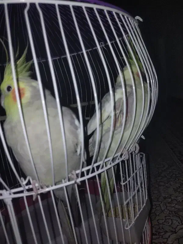 عروس هلندی سالم و سلامت با قفس|پرنده|محمدشهر, شهرک پیام (مهرالبرز)|دیوار