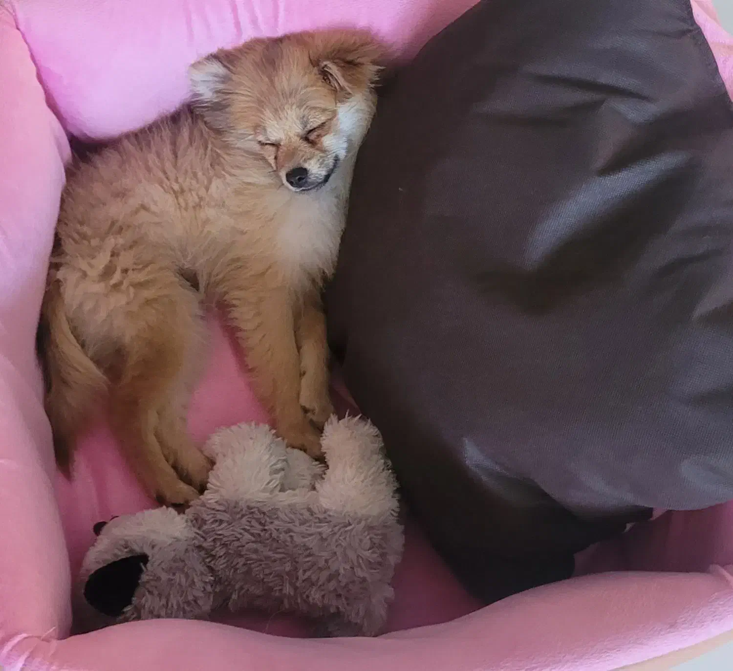 پامر روباهی(نر)|سگ|سنندج, |دیوار