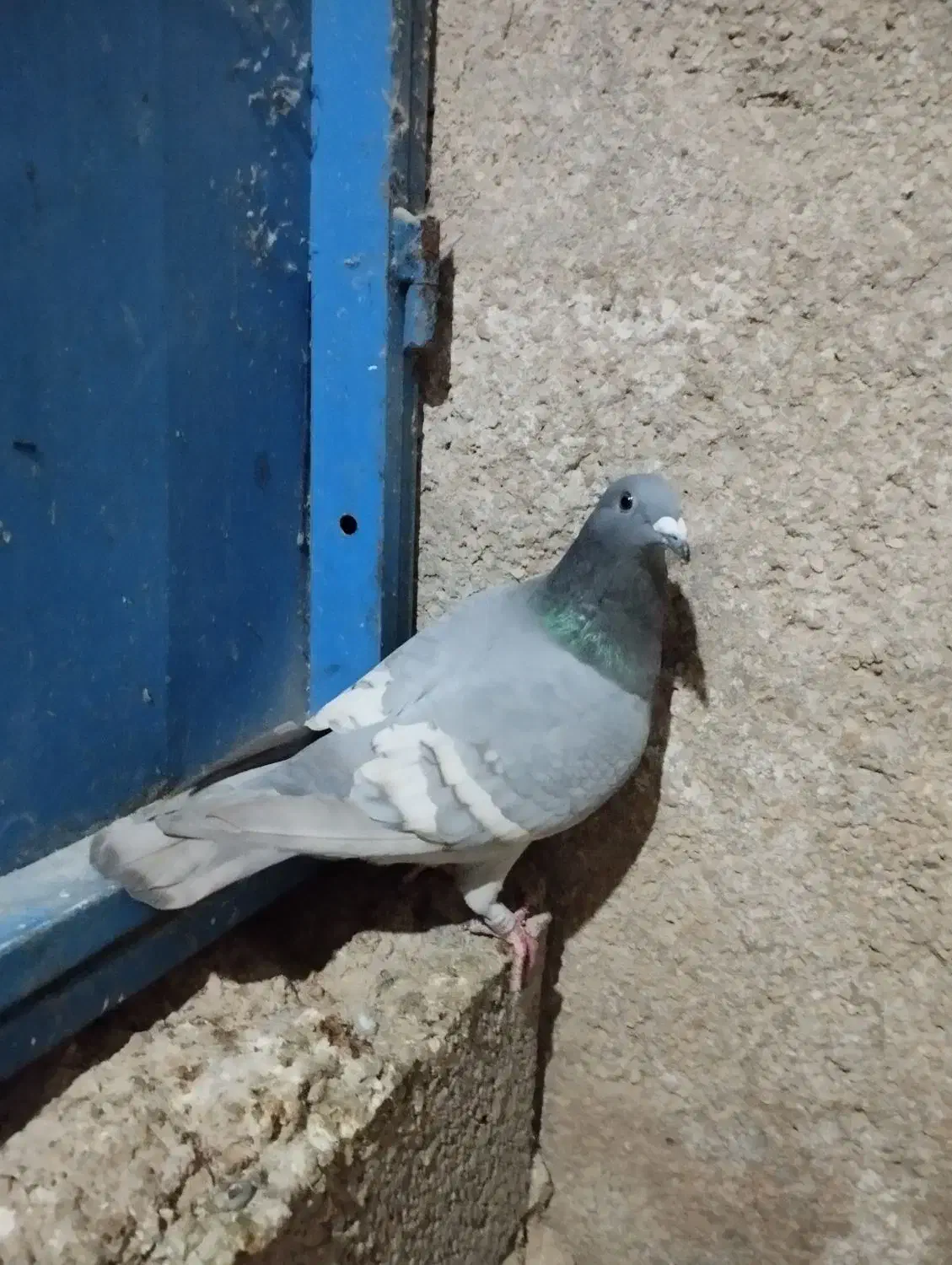 پلاکی رگ سفید|پرنده|برازجان, |دیوار