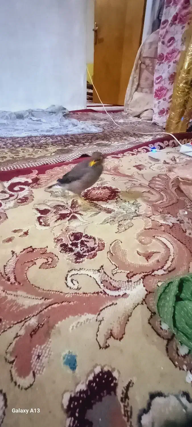 پرنده|پرنده|اسفراین, |دیوار