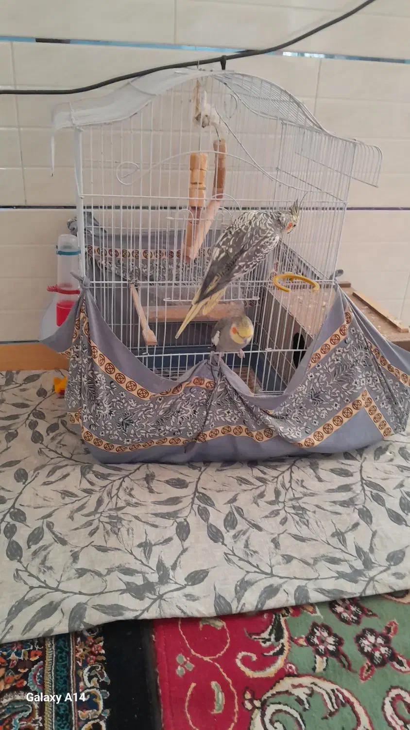 عروس هلندی معاوضه کفترنقش|پرنده|راور, |دیوار