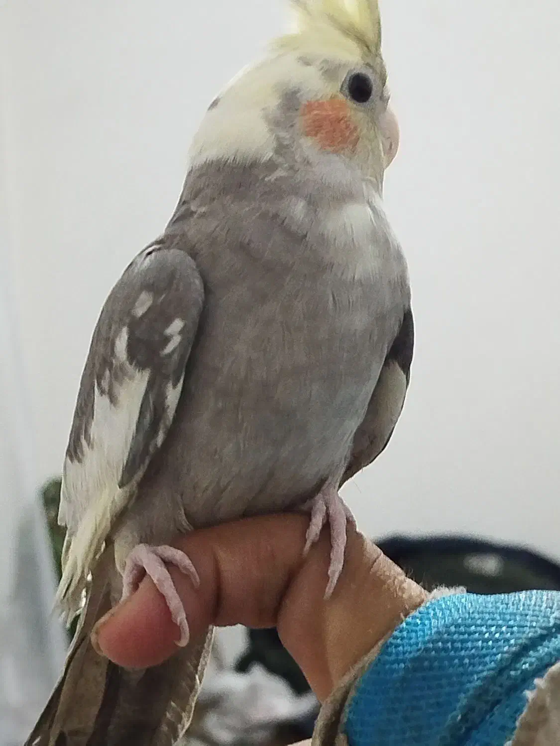 عروس هلندی نر|پرنده|تهران, مسعودیه|دیوار