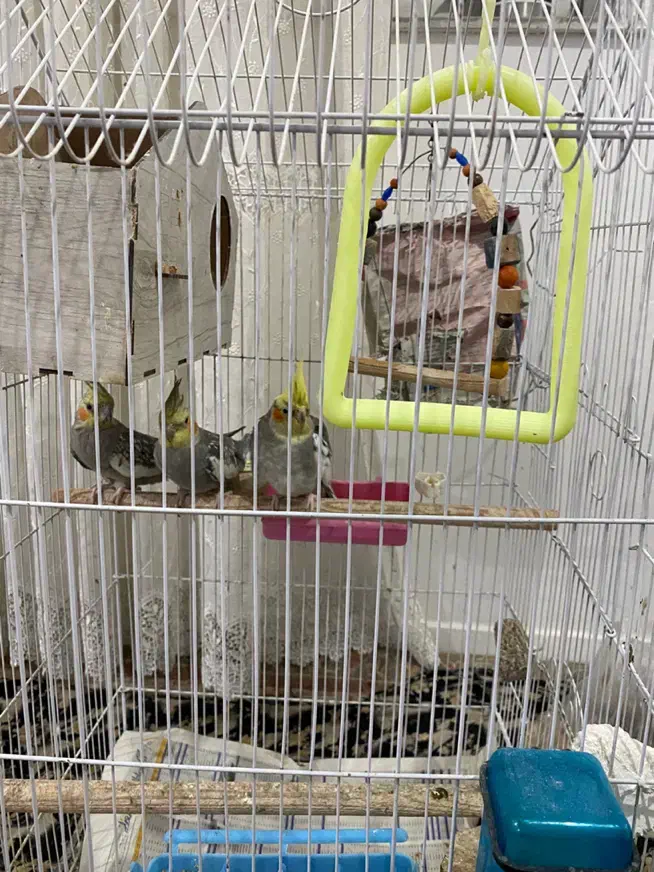 یک جفت عروس هلندی مولد-همراه با جوجه‌-لوازم تکمیل|پرنده|کلاچای, |دیوار