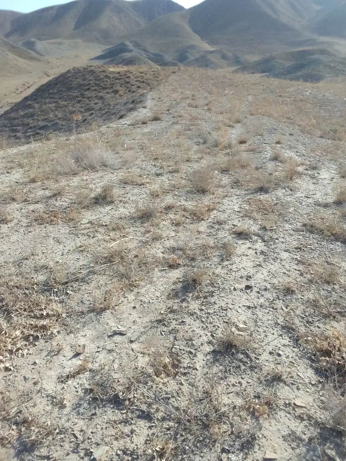 زمینکشاورزیدیمهزار|فروش زمین و ملک کلنگی|مشهد, کارده|دیوار