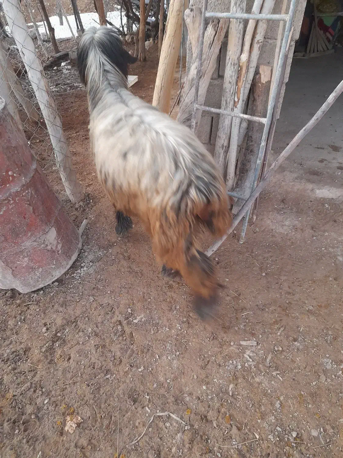 قوچ|حیوانات مزرعه|سپیدان, |دیوار