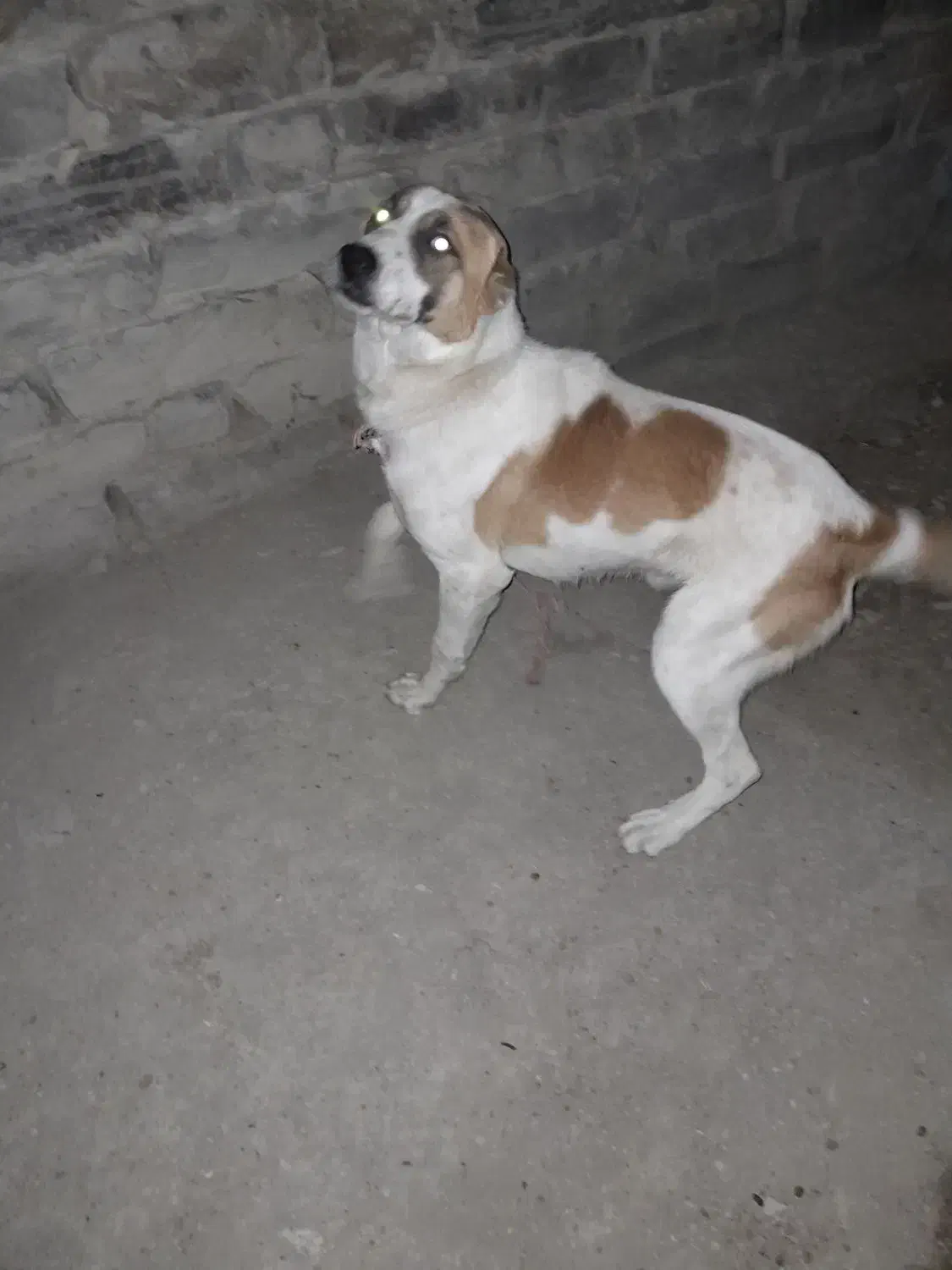 سگ گوسفندی آلابای|سگ|بجنورد, |دیوار