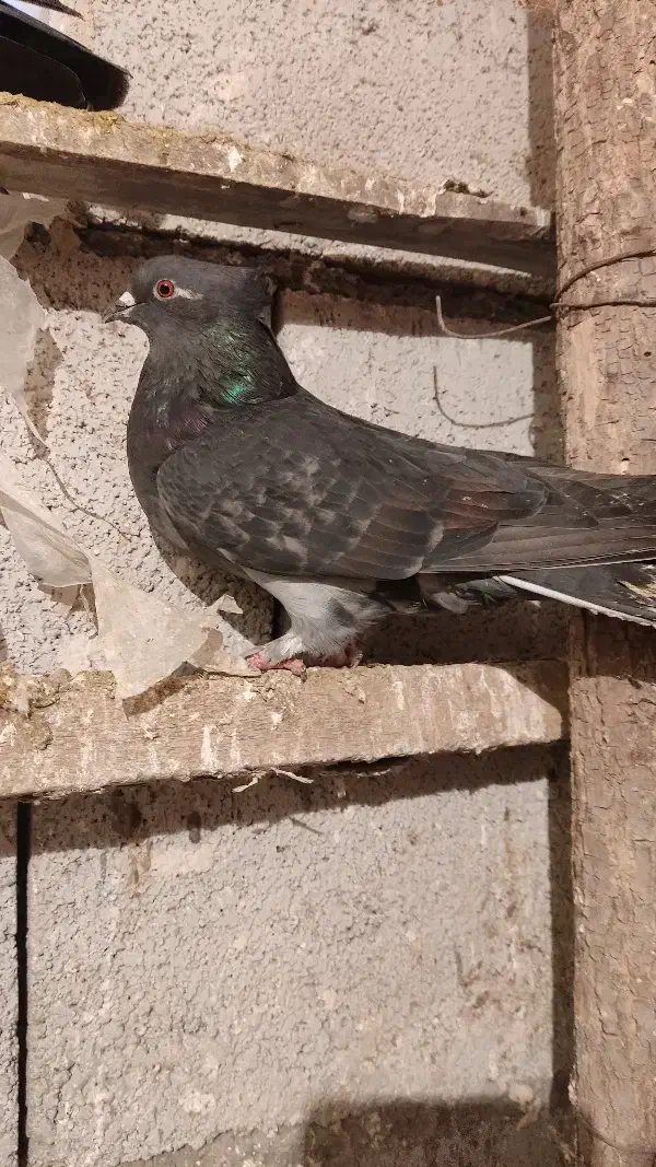 عطیقه ه|حیوانات|ارومیه, |دیوار