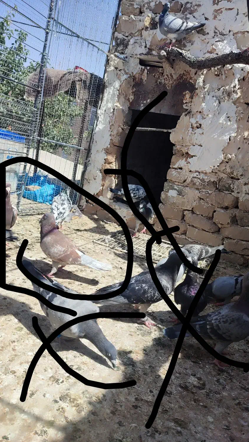 کفتر|پرنده|تایباد, |دیوار