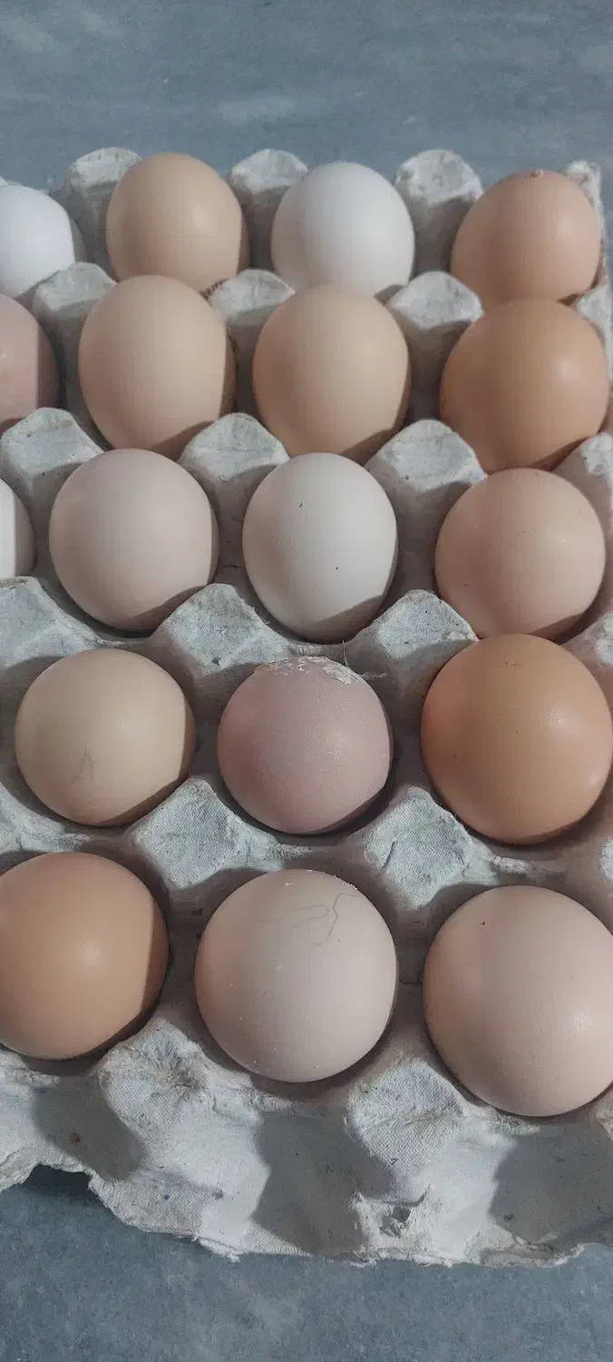تخم مرغ محلی|خوردنی و آشامیدنی|همدان, |دیوار
