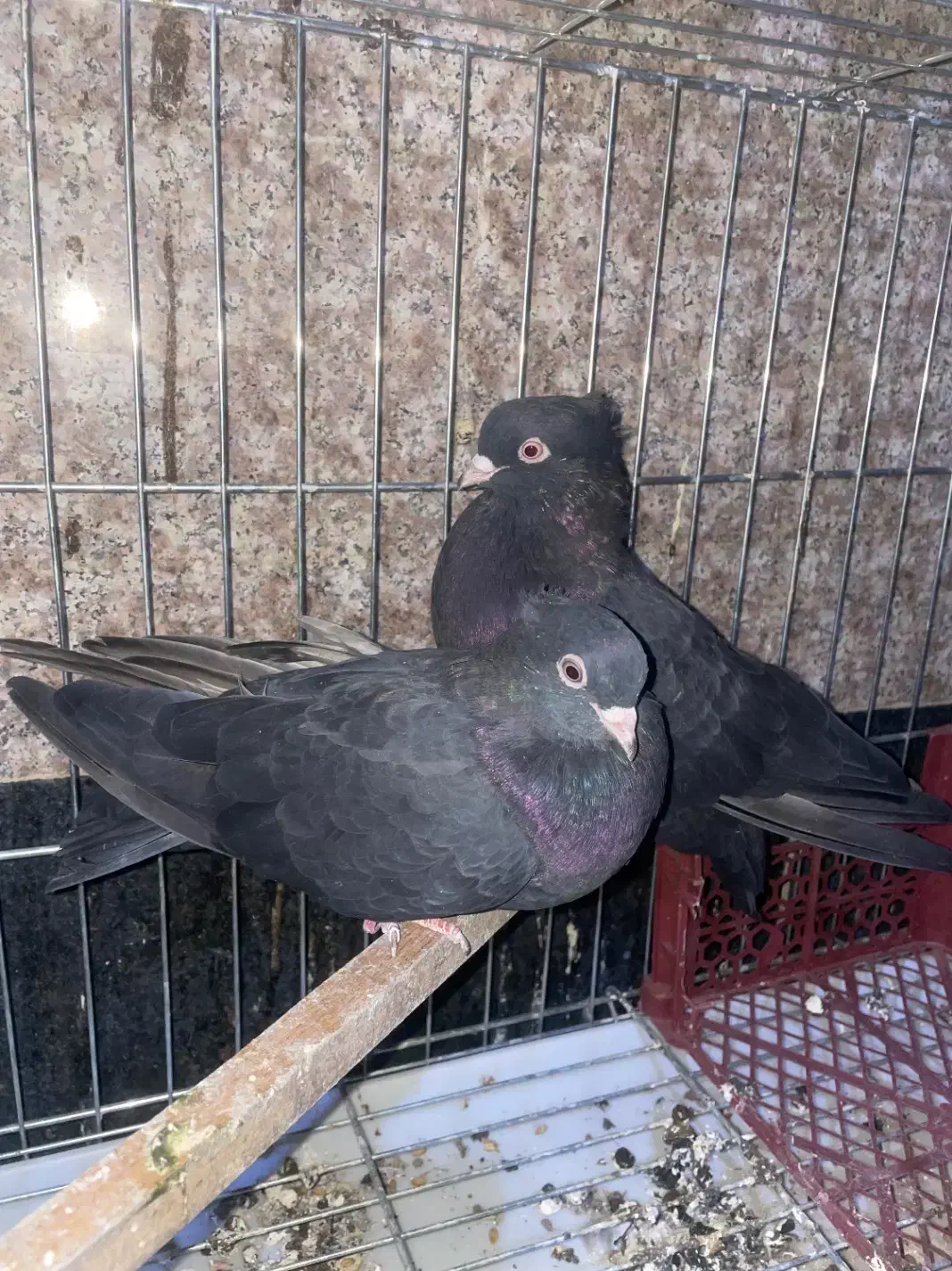 کبوتر ابادانی|پرنده|آبیک, |دیوار