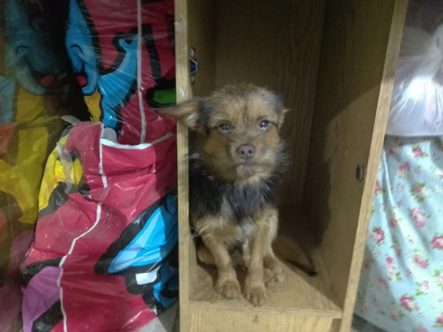 سگ واگذاری نر توله|سگ|ماهدشت, |دیوار