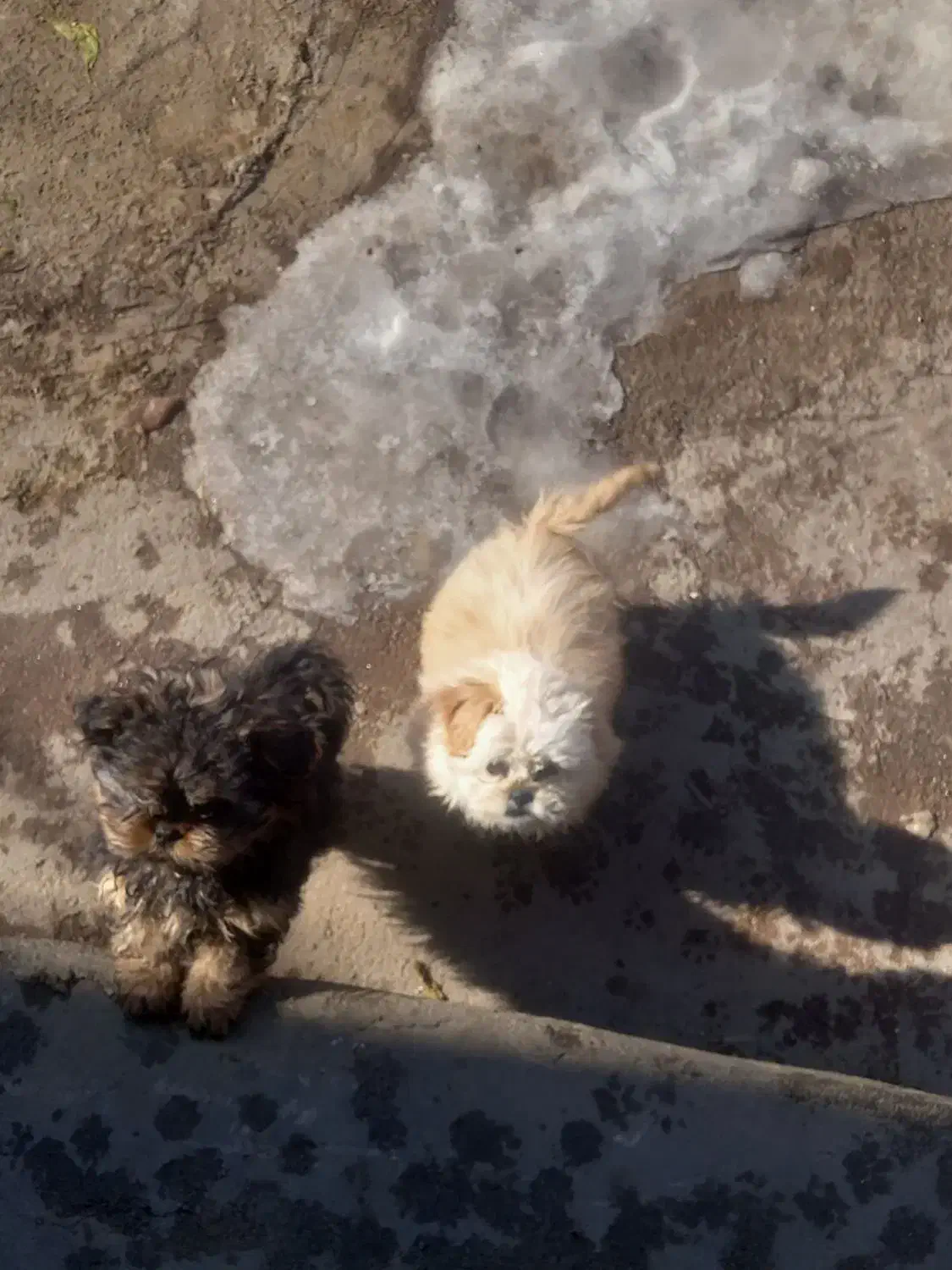 سگ پا کوتاه|سگ|میانه, |دیوار