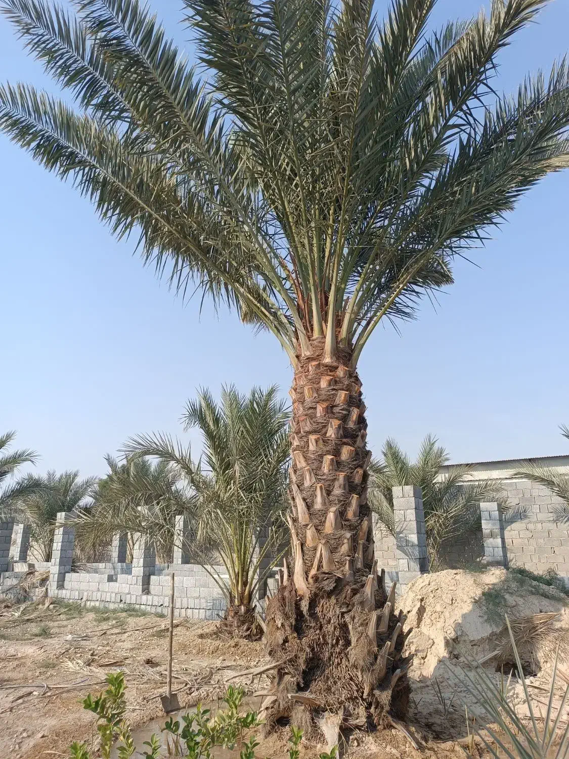 فروش باغ|فروش خانه و ویلا|چغادک, |دیوار