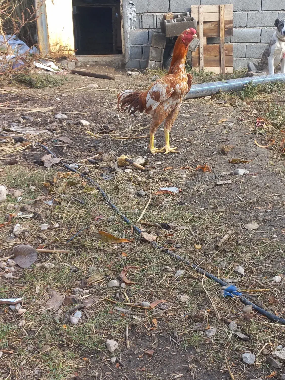 سلام دوستان دوتا جوجه خروس نسل ژرمن آلمانی|حیوانات مزرعه|گالیکش, |دیوار