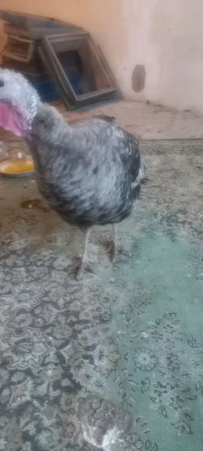 بوقلمون|حیوانات مزرعه|اردبیل, |دیوار