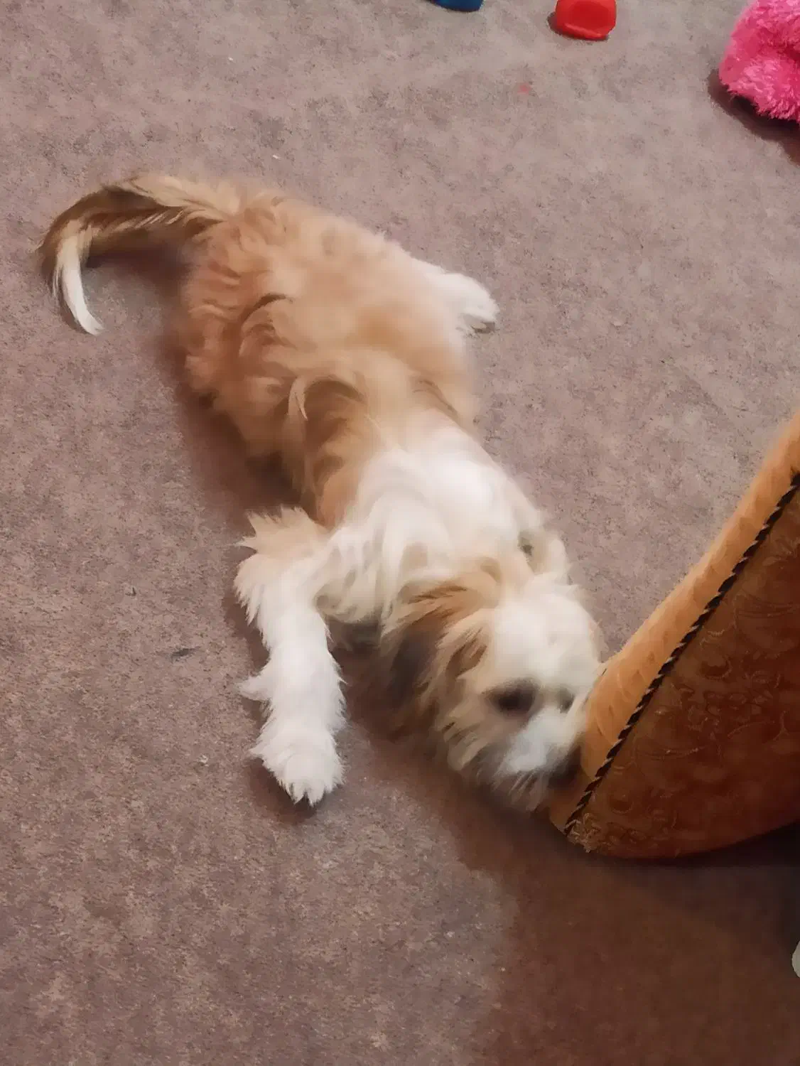 سگ ماده یک ساله  نژاد شیتزو کراس|سگ|اهواز, شریعتی جنوبی|دیوار