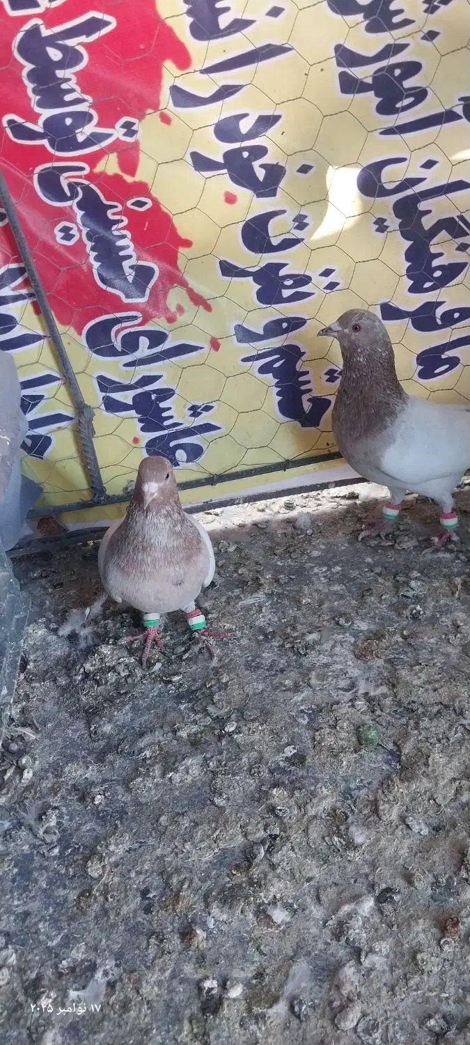 پرنده|پرنده|جغتای, |دیوار