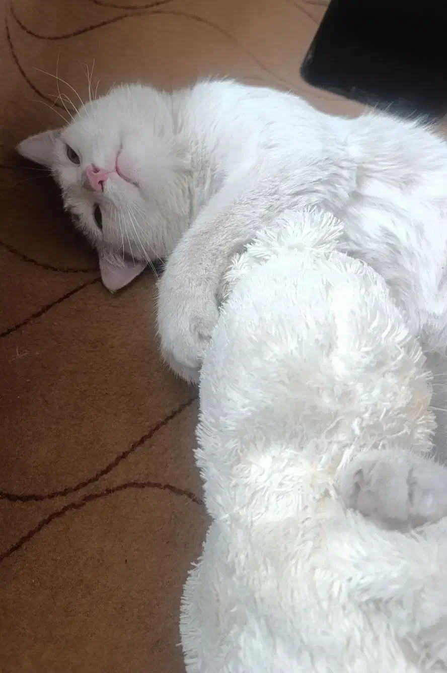 واگذاری گربه dsh|گربه|شیراز, شهرک مفتح|دیوار