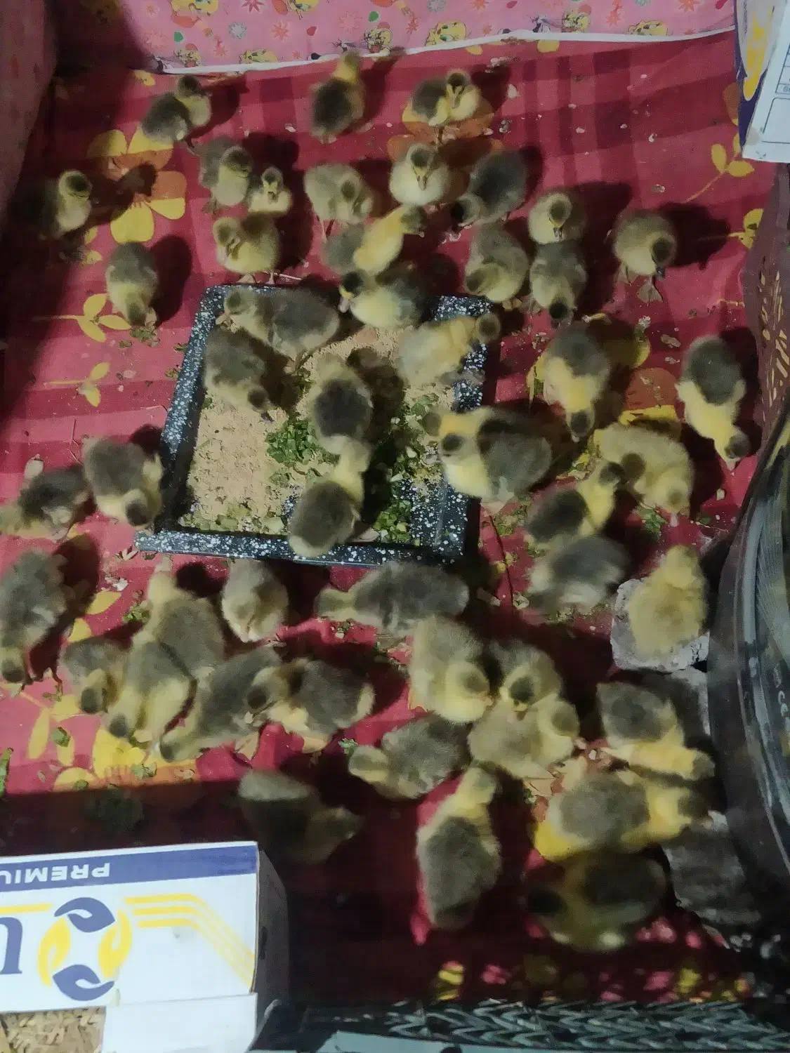 جوجه غاز|حیوانات مزرعه|هشترود, |دیوار